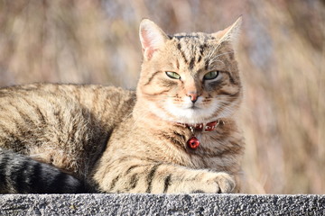 Portrait of the adorable cat 