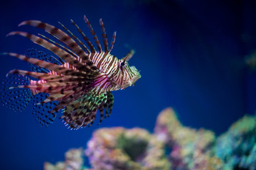 Nice Close up of a Lion Fish