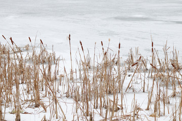 dry reeds on a snowy frozen pond