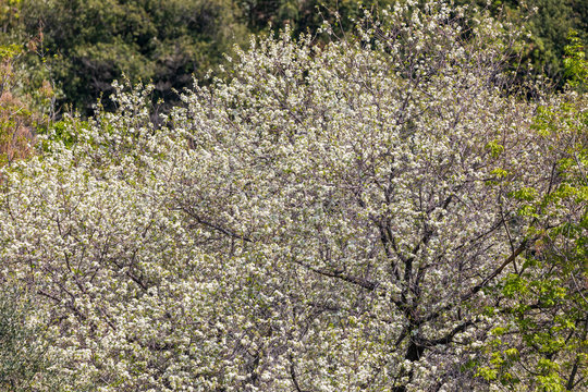 Almond tree in Provence