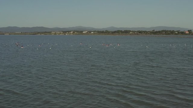 Flamants roses et canards