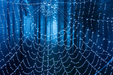 spider web an old foggy forest - autumn
