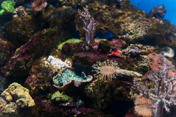 Naklejka na ściany i meble Beautiful Colorful Marine / Aquarium Scene