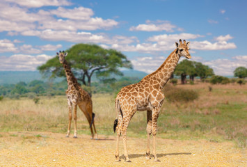 Fototapeta premium A young giraffe in East Africa. In the background with beautiful bokeh a little out of focus, the mother animal and the landscape of Tanzania in Tarangire National Park. Blue sky and sunshine.
