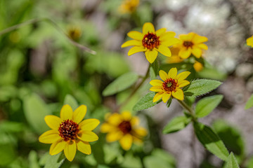WILDFLOWERS 2