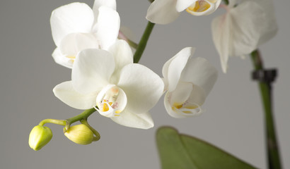 white orchid on gray background
