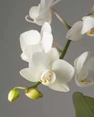 Fototapeta premium Biała orchidea na szarym tle