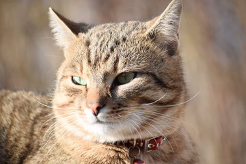 Portrait of the adorable cat 