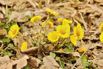 Tussilago farfara - spring flower
