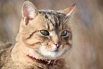 Portrait of the adorable cat 