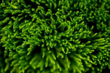 The moss Physcomitrella patens has been used as a model organism to study how plants repair damage to their DNA