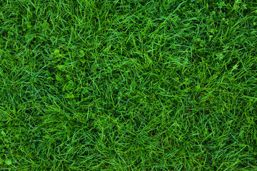Long not cutted lawn texture. Long grass in park, overhead shot. Not mowed grass. Uncared green. Mound without maintenance. Overgrown turf. Oversized grass structure. Squalid sward. Neglectful. grass.