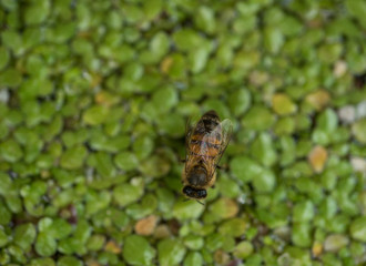 Obraz premium There are over 16,000 known species of bees , found on every continent except Antarctica, in every habitat on the planet that contains insect-pollinated flowering plants.
