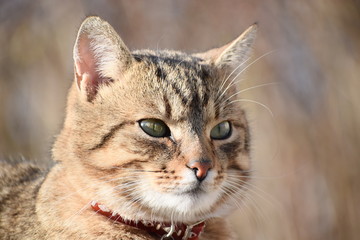 Portrait of the adorable cat 