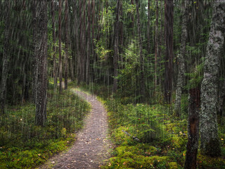 A path under trees in a deep forest.