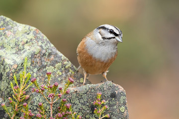 Bunting, Emberiza cia, perched on a rock on a uniform background