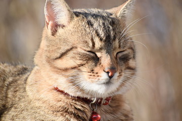 Portrait of the adorable cat 