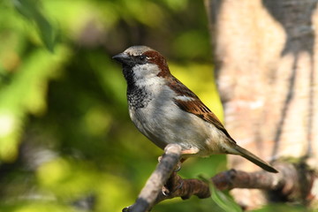 Male House Sparrow (Passer domesticus)