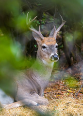 Portrait of a resting deer