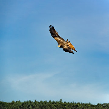 Rotmilan (Milvus milvus) im Flug vor blauem Himmel