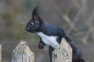 European brown squirrel in winter coat looking for nuts