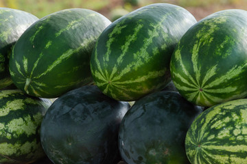 Many big fresh sweet green watermelons