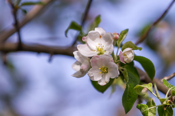 Apple Blossoms In Full Bloom