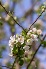 Apple Blossoms In Full Bloom