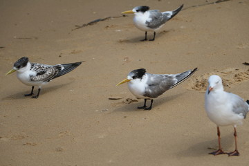 Seagull and terns at the beach, Australia