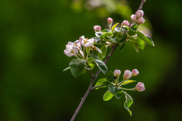 Apple Blossoms In Full Bloom