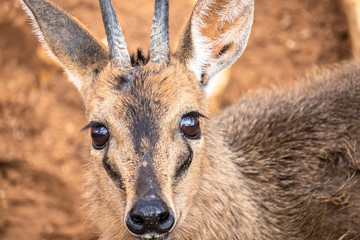 portrait of a deer