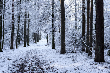 Winter scenery of forest path between high trees. Everything covered by white snow. Picturesque nature.