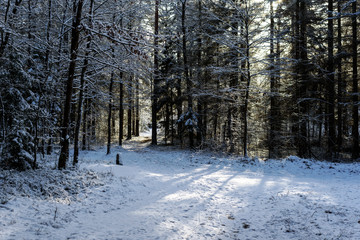 Beautiful scenery of forest, cover by snow. Sun rays between high conifer trees. Picturesque landscape of nature.