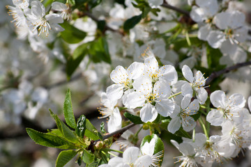 Fototapeta premium Tender spring white flowering tree in the rays of the sun. Close up flowers on a branch. Spring mood
