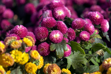 flowers in the garden