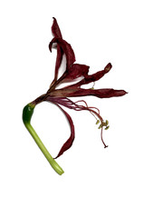 Dry withered red Amaryllis (Piquant) flowers isolated on white background. Died flower.