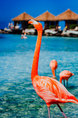 Flamingos roaming around the beach sunbathing.