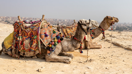 Foreign tourists riding camels in the desert of Egypt