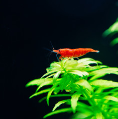 Big fire red or cherry dwarf shrimp with green background in fresh water aquarium tank.