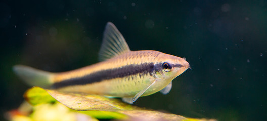 Siamese Algae Eater in Freshwater Aquarium.