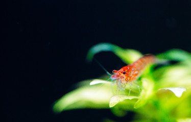 Big fire red or cherry dwarf shrimp with green background in fresh water aquarium tank.