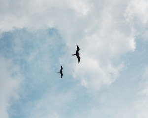 Wild exotic birds flying around the beach sunbathing.