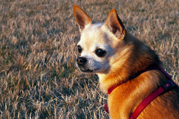 Close up of Chihuahua cross dog at the park near sunset