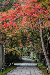 京都　洛北　紅葉