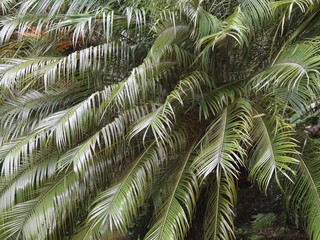 tropical plant for garden decoration