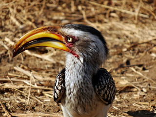 Hornbill