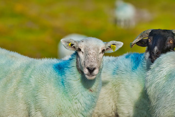 Fototapeta premium Sheep