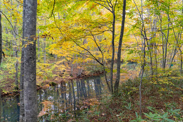 Beautiful fall color of the Tsutanuma area