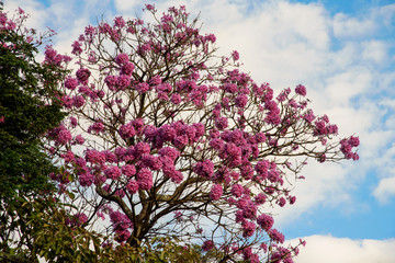 The beautiful pink trees in flowers  over a sky background