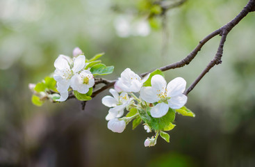 Beautiful branch of a blooming apple tree